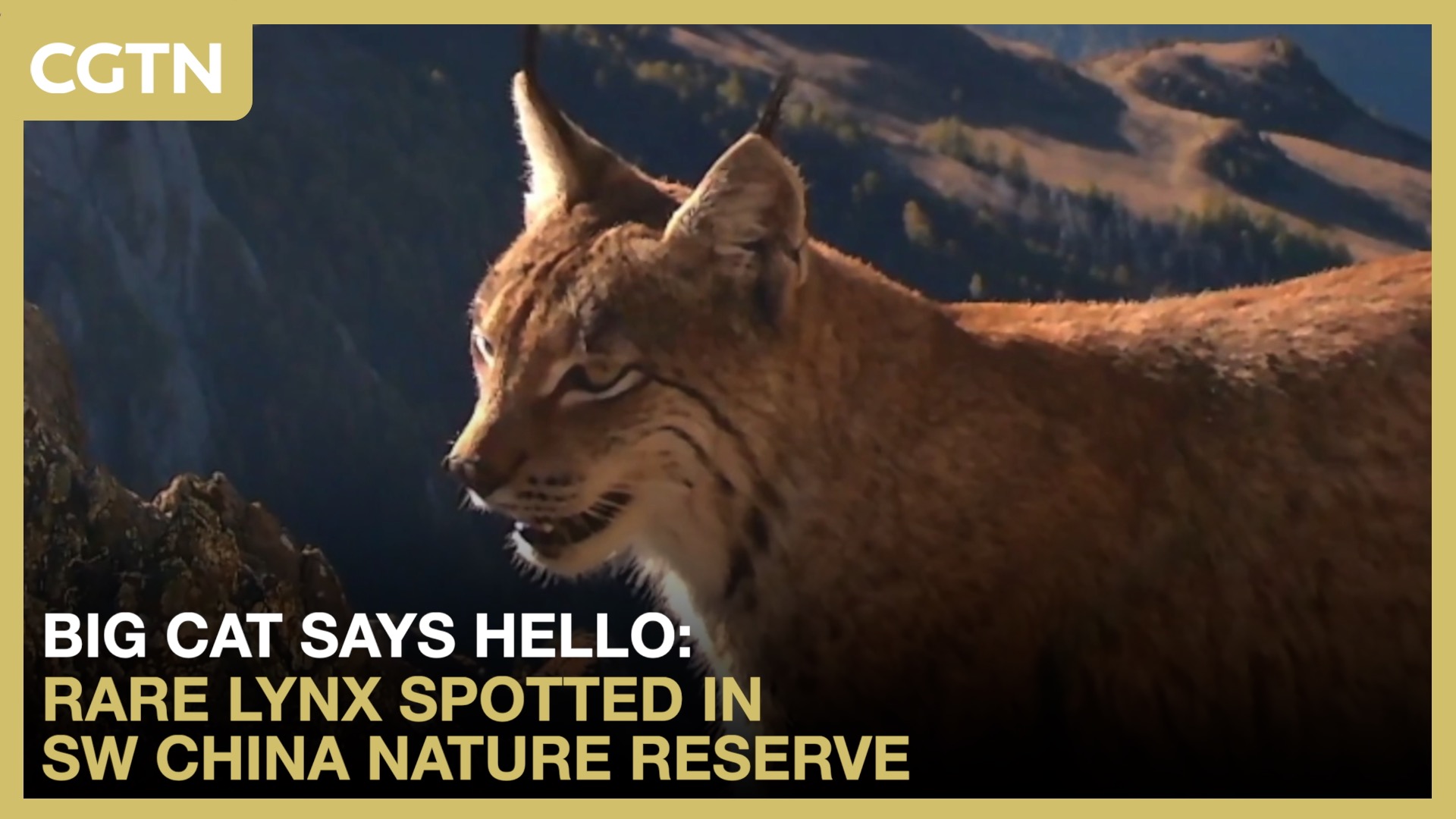 Big cat says hello: Rare lynx spotted in SW China nature reserve