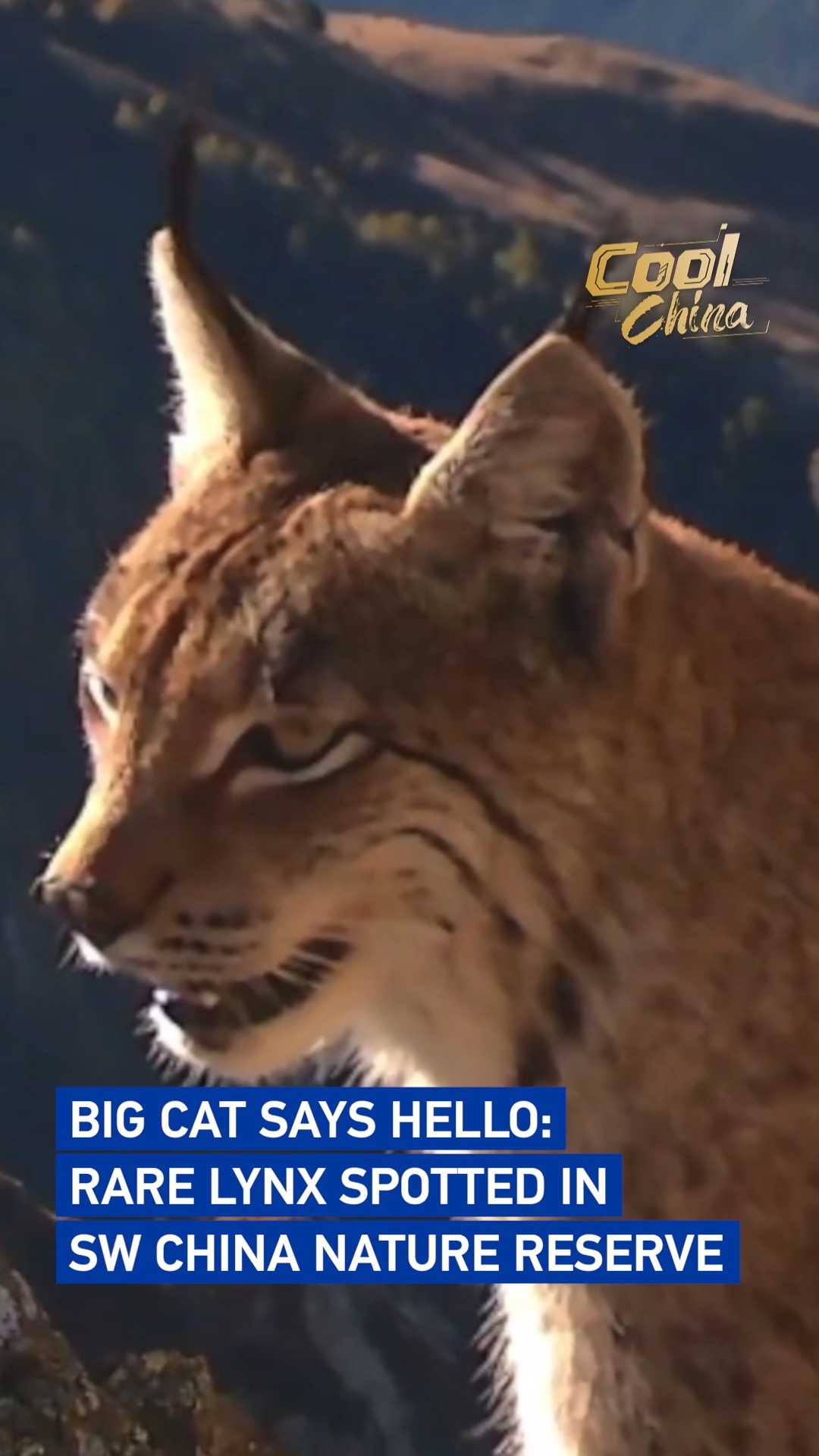 Big cat says hello: Rare lynx spotted in SW China nature reserve