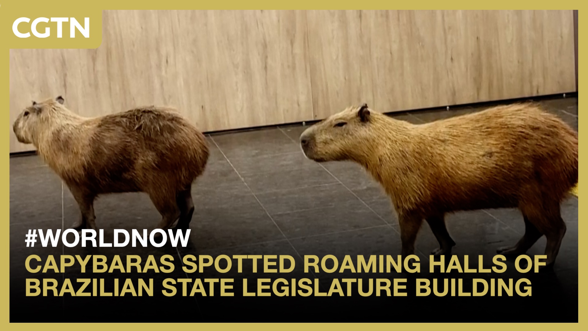 Capybaras spotted roaming halls of Brazilian state legislature building