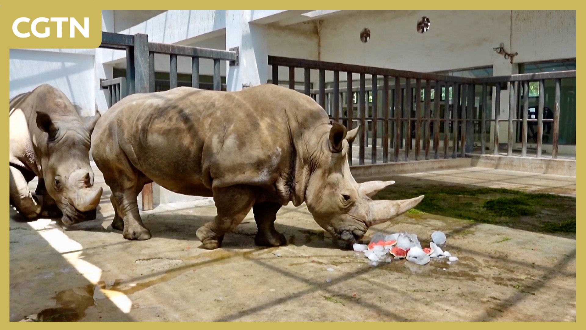 How a Chinese zoo keeps animals cool amid summer heatwaves