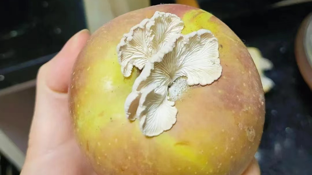 When an apple grows a mushroom, scientists come calling