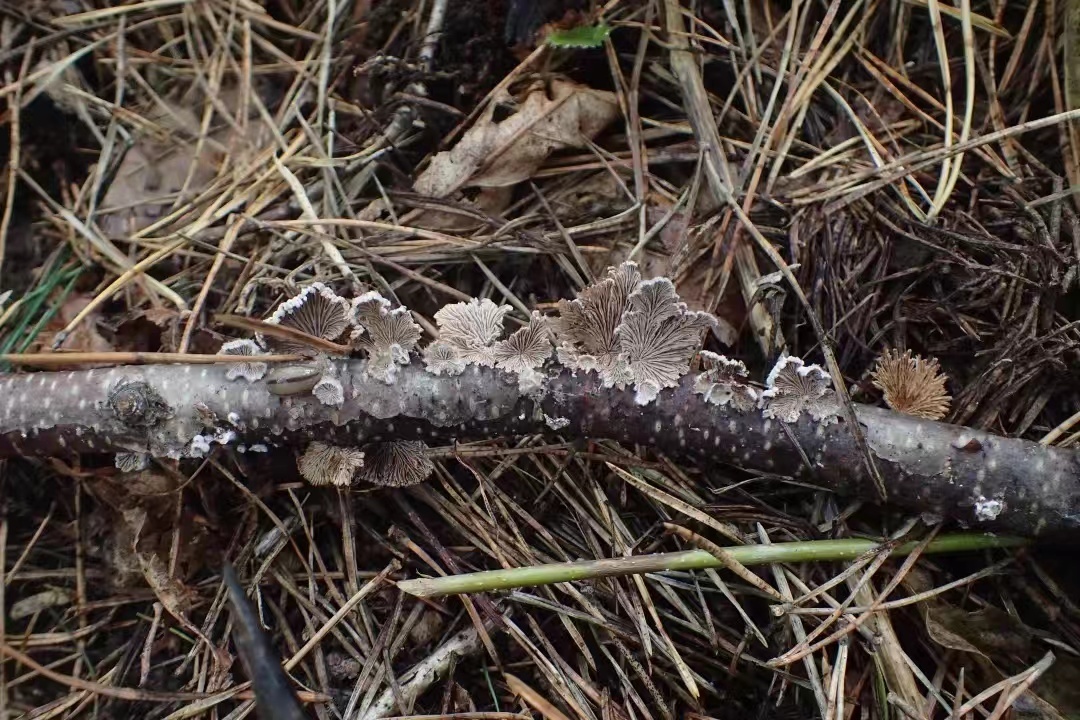Splitgill mushrooms (Schizophyllum commune) growing in the wild. /CMG