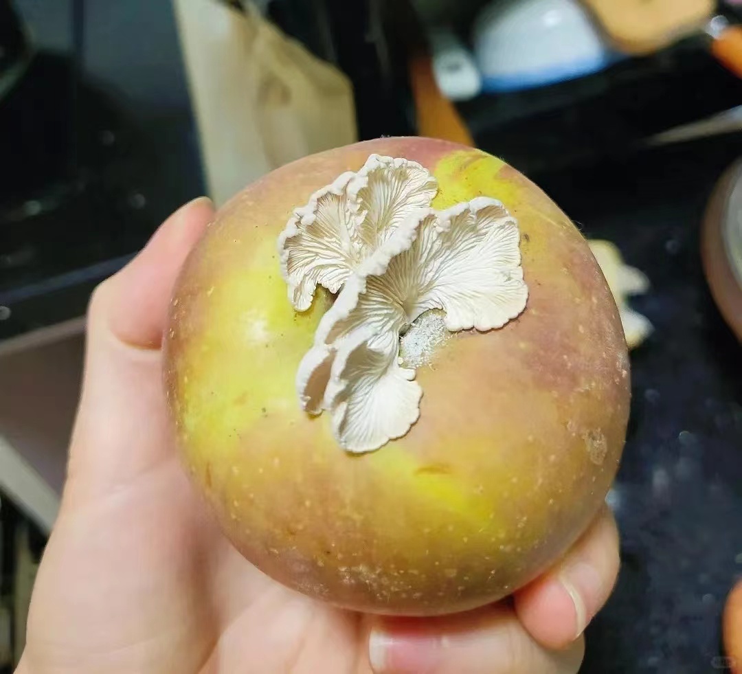 In July 2024, Deng Lixing from Deqing County, Zhejiang Province, shared online that an apple left untouched for days had sprouted a mushroom. /CMG