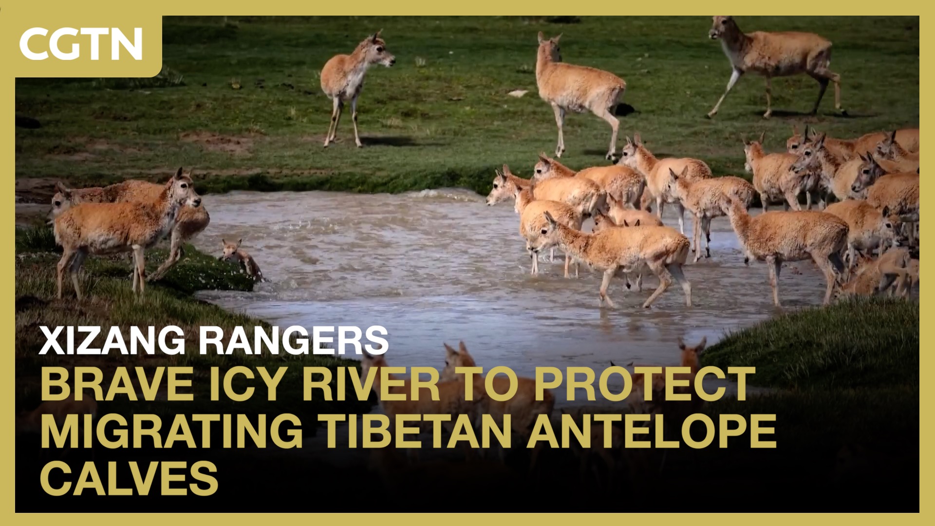 Xizang rangers brave icy river to protect migrating Tibetan antelope calves