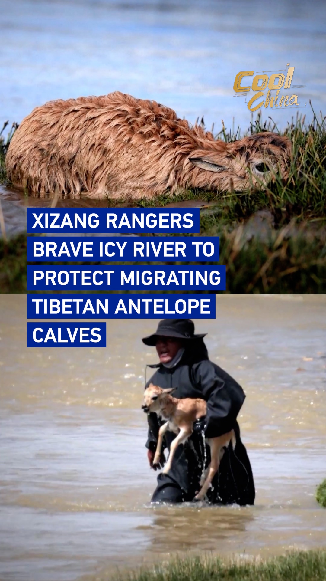 Xizang rangers brave icy river to protect migrating Tibetan antelope calves