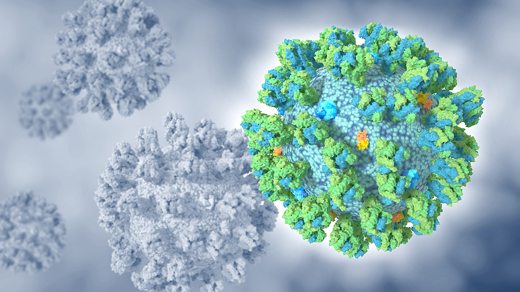 A microscopic illustration of a human coronavirus. /VCG
