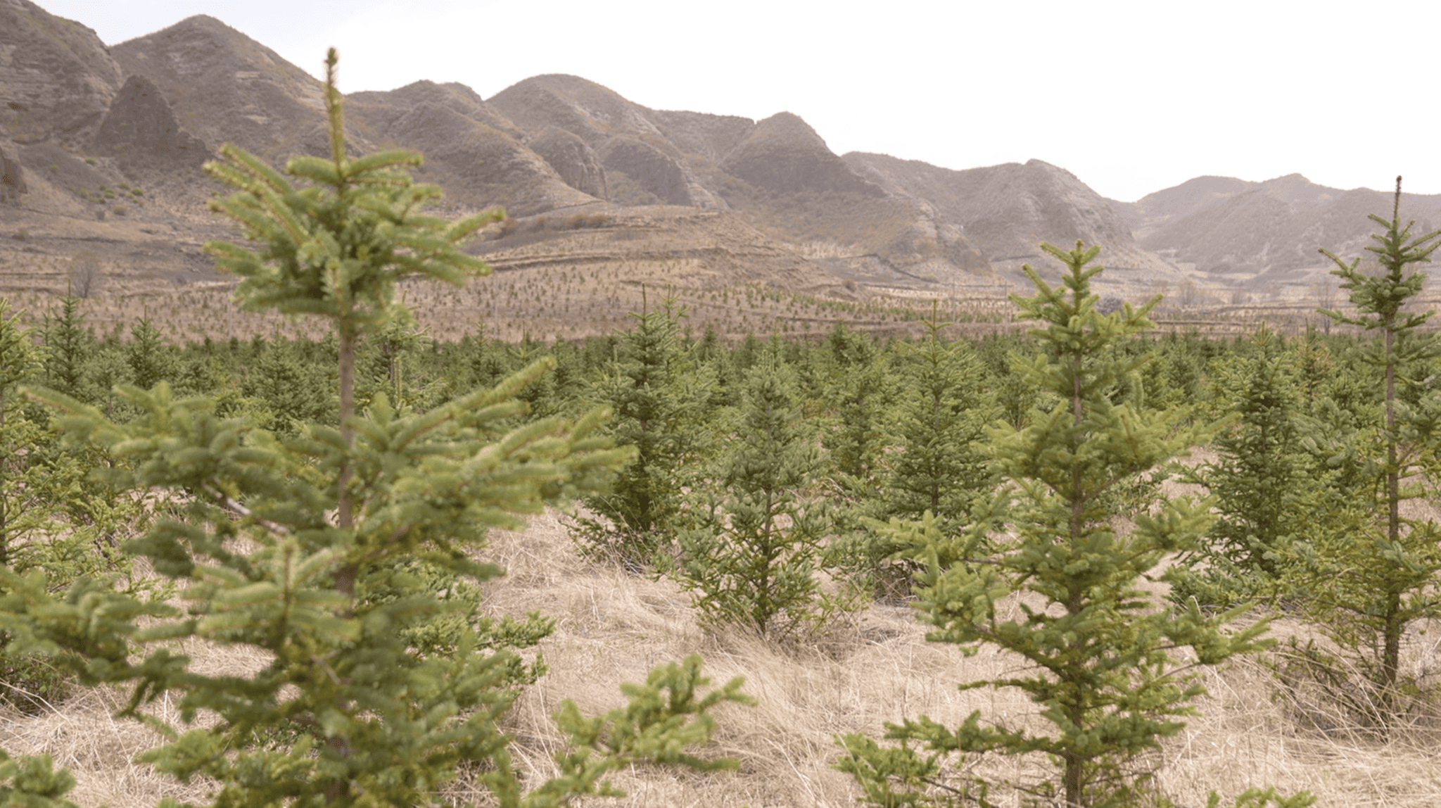 Spruce trees planted on former farmland in Huoshizhai Village, Xiji County, Ningxia Hui Autonomous Region, as part of a reforestation campaign following the relocation of local residents. April 24, 2026. CGTN.