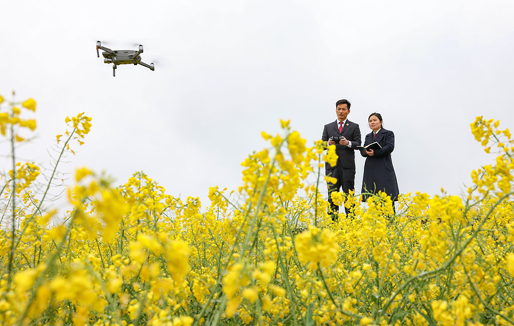 Procuratorial officers use a drone to conduct ecological inspections of farmland in Guojiawan Village, Yayu Township, Yuping Dong Autonomous County, Tongren, Guizhou Province, China, March 17, 2026. /VCG