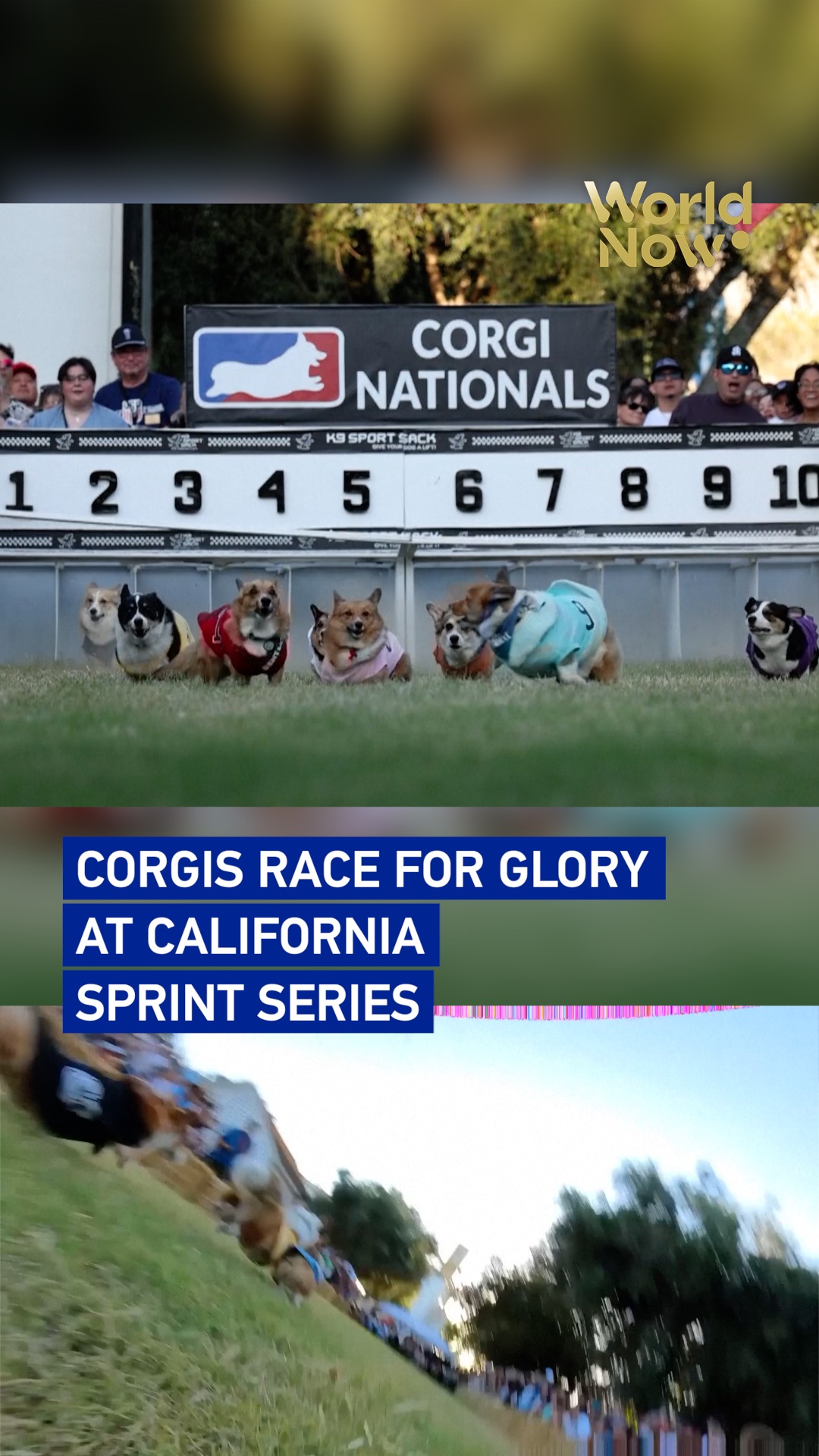 Corgis race for glory at California sprint series