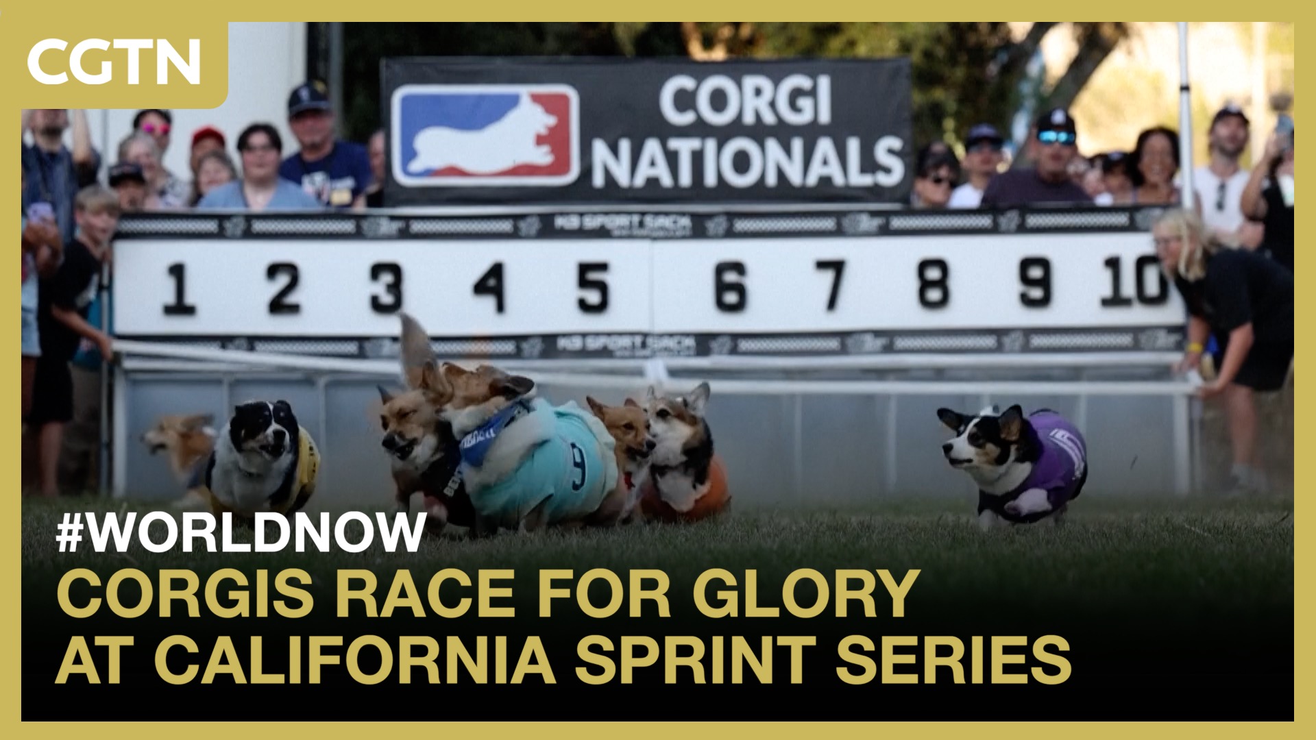 Corgis race for glory at California sprint series