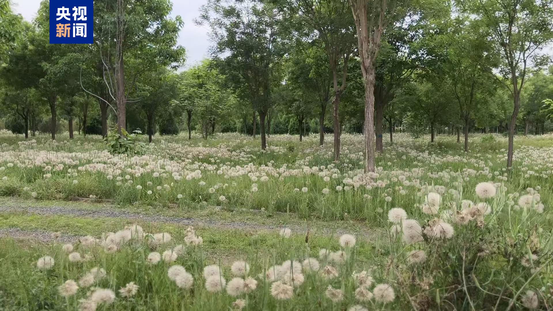 The yellow salsify is seen in Beijing, China. /China Media Group