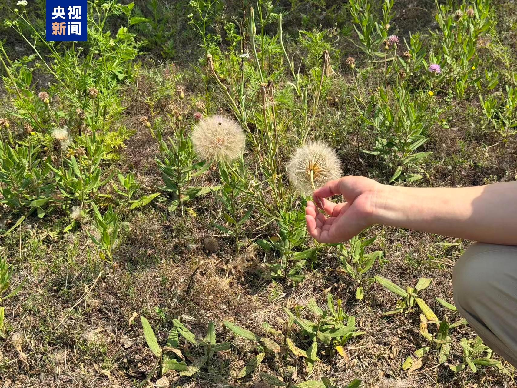 The yellow salsify. /China Media Group