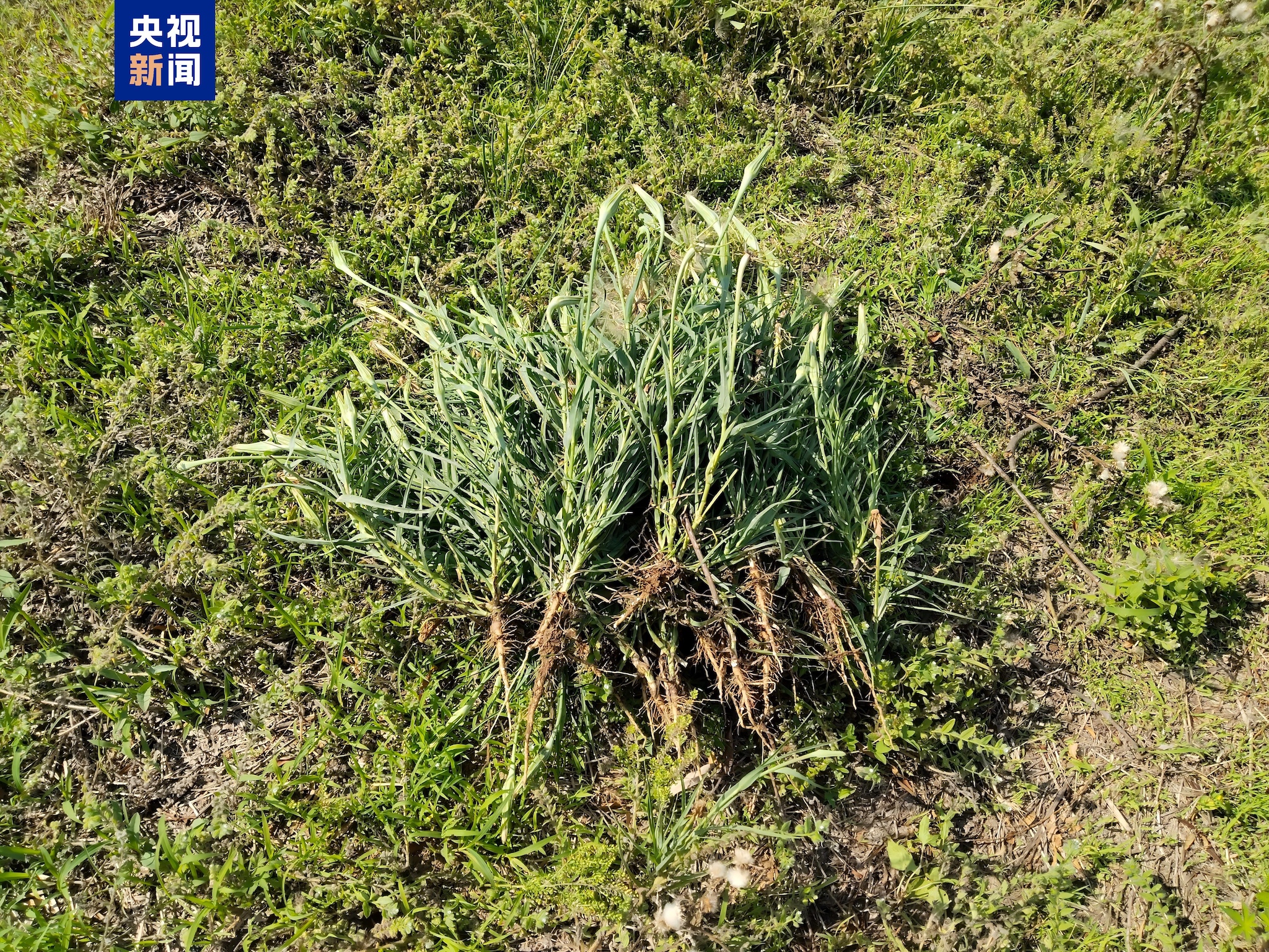 Uprooted yellow salsify plants. /China Media Group