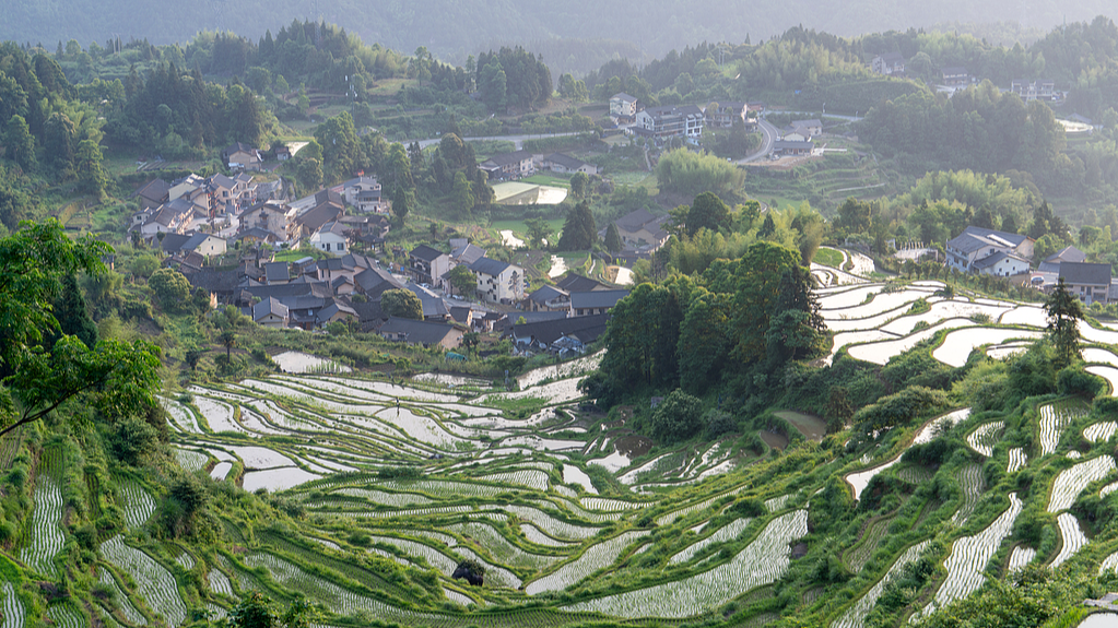 A view of the rice terraces in Yunhe County, Lishui City, Zhejiang Province, China, June 1, 2026. /VCG