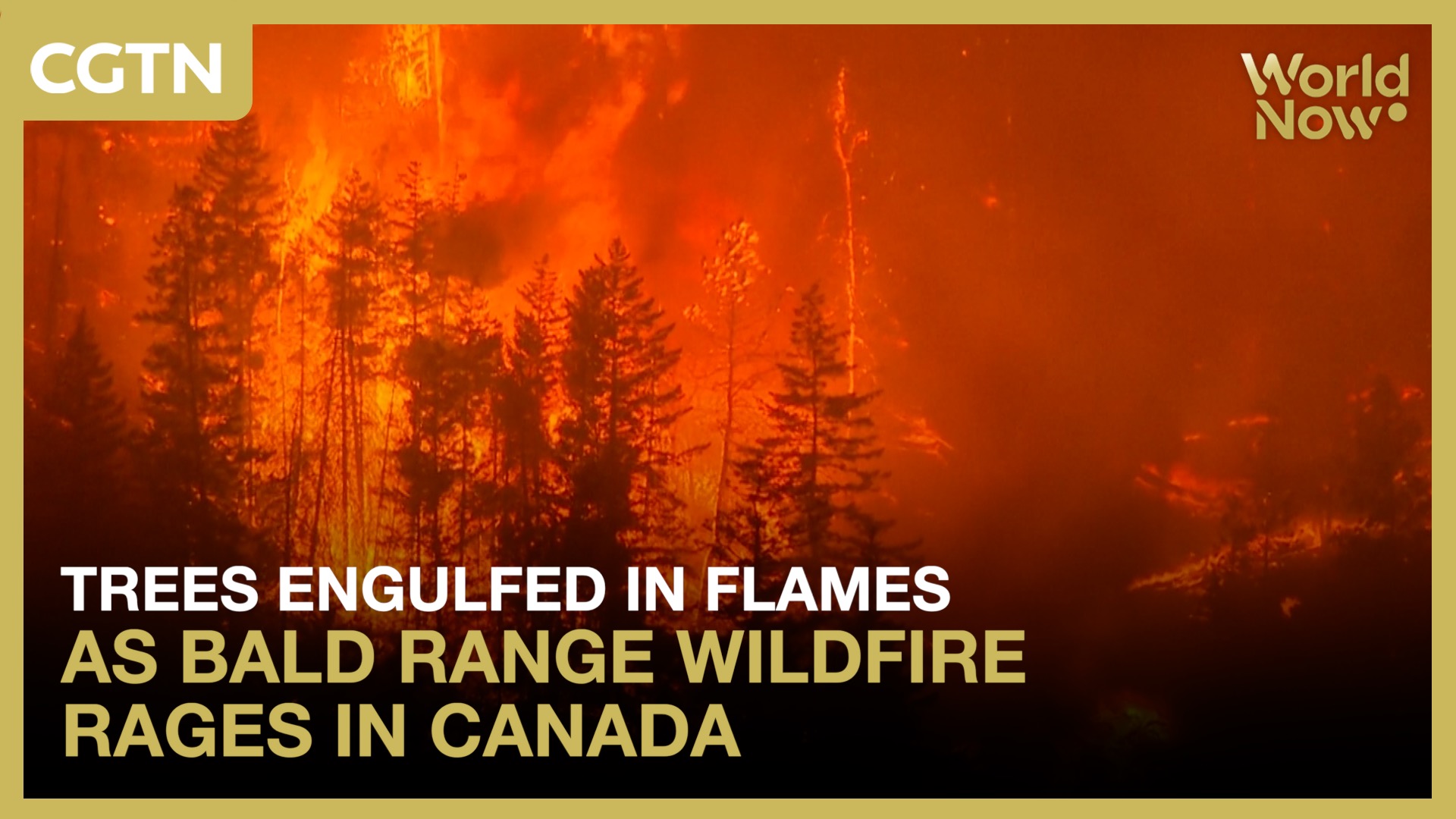 Trees engulfed in flames as Bald Range wildfire rages in Canada