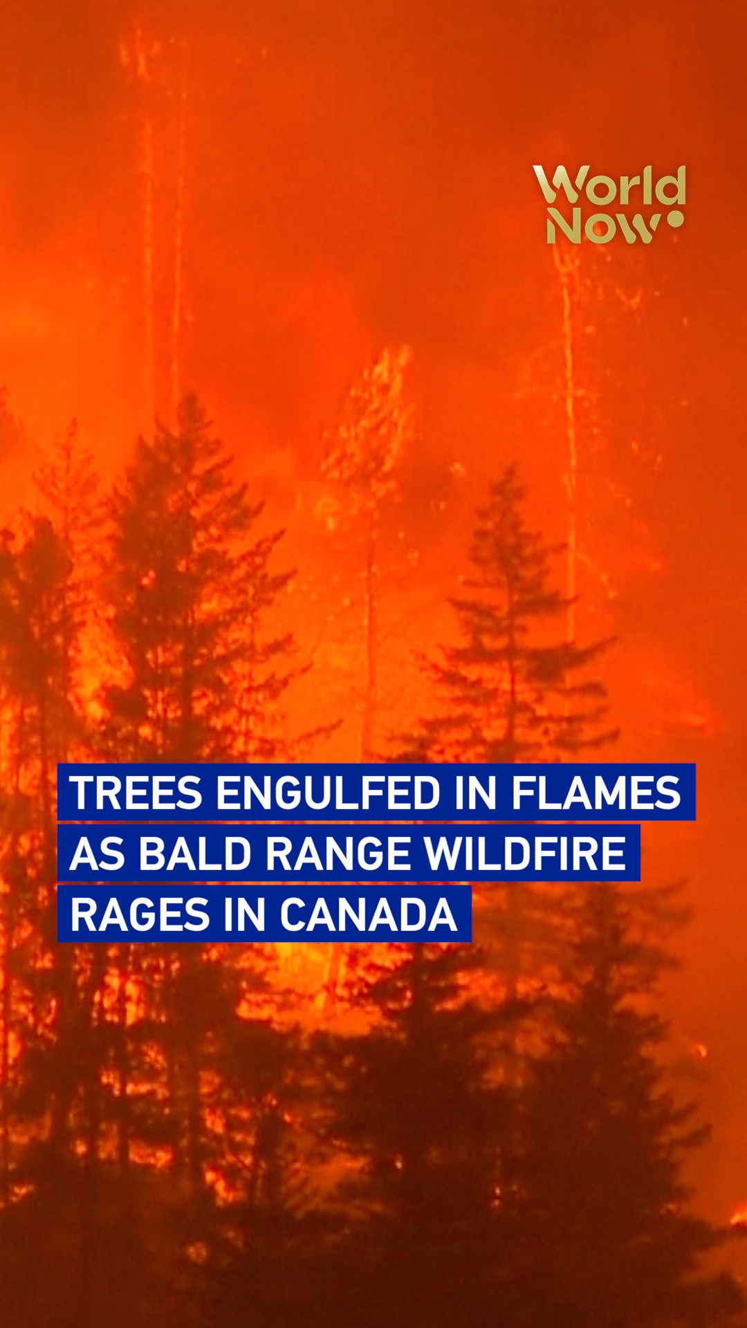 Trees engulfed in flames as Bald Range wildfire rages in Canada