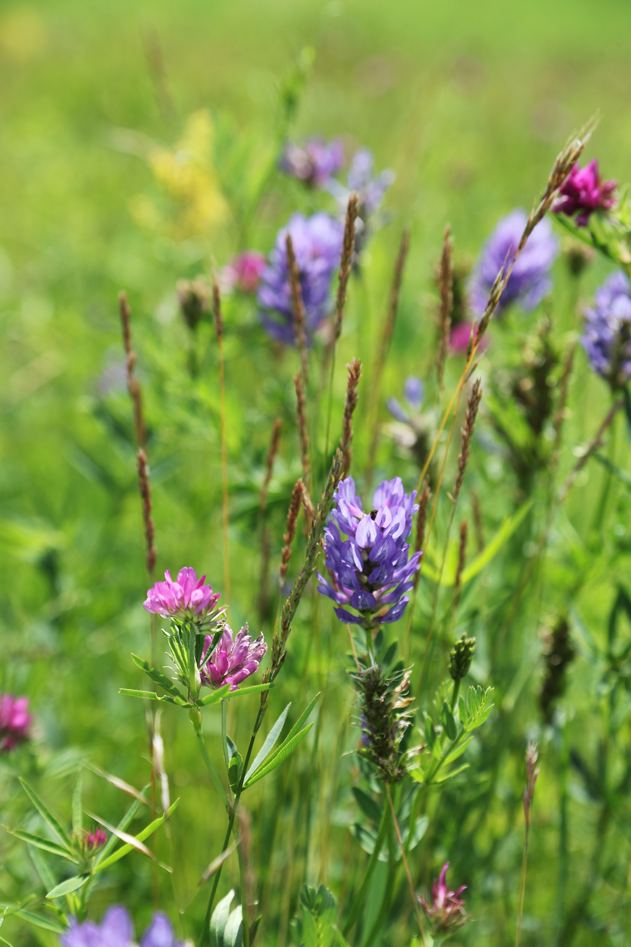 Colorful wildflowers bloom amid the grasslands in Hulunbuir, Inner Mongolia. /CGTN