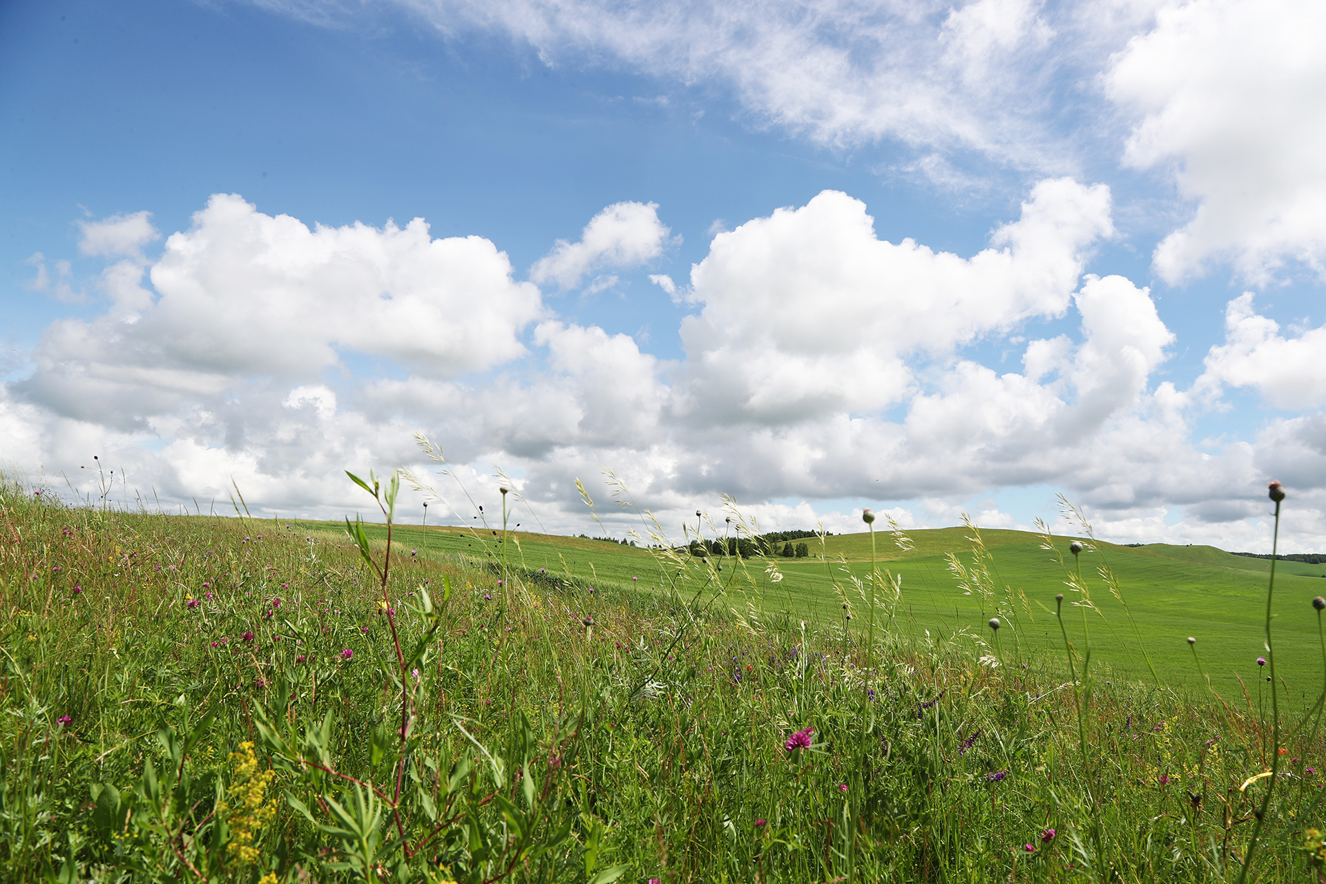 The Hulunbuir Grasslands in Inner Mongolia are dotted with wildflowers. /CGTN