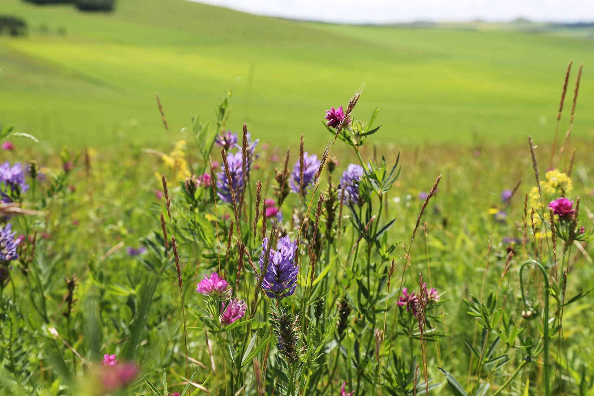 Colorful wildflowers bloom amid the grasslands in Hulunbuir, Inner Mongolia. /CGTN