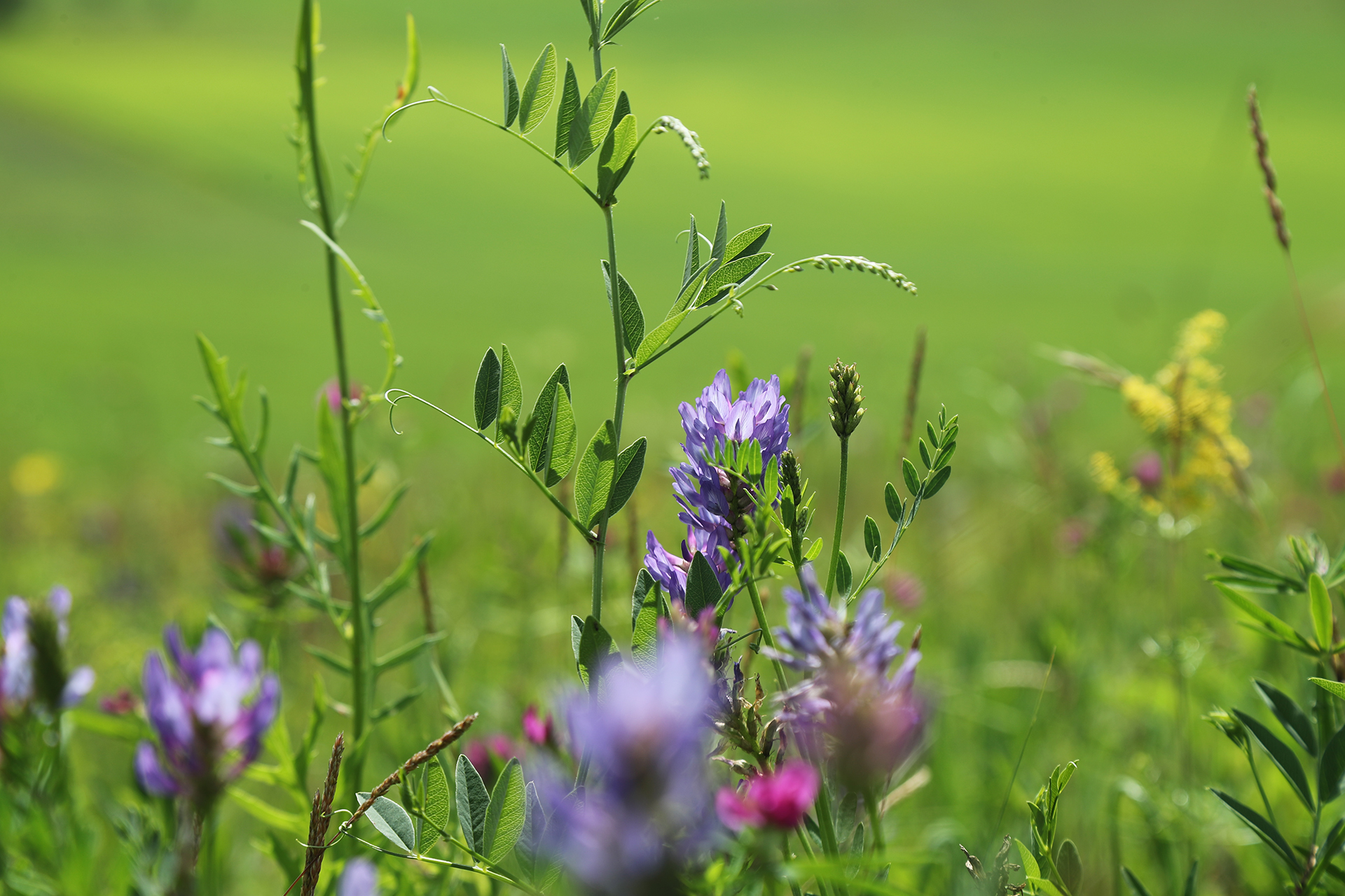 Colorful wildflowers bloom amid the grasslands in Hulunbuir, Inner Mongolia. /CGTN