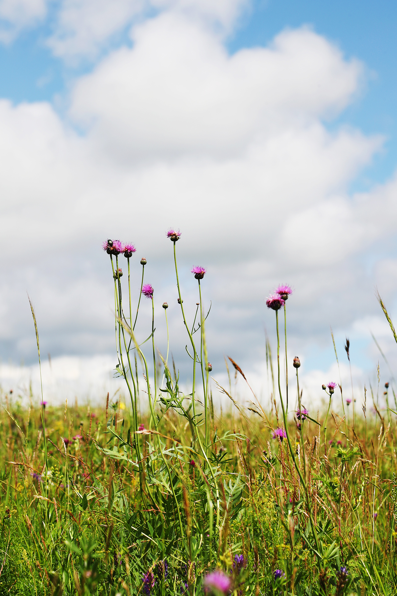 Colorful wildflowers bloom amid the grasslands in Hulunbuir, Inner Mongolia. /CGTN