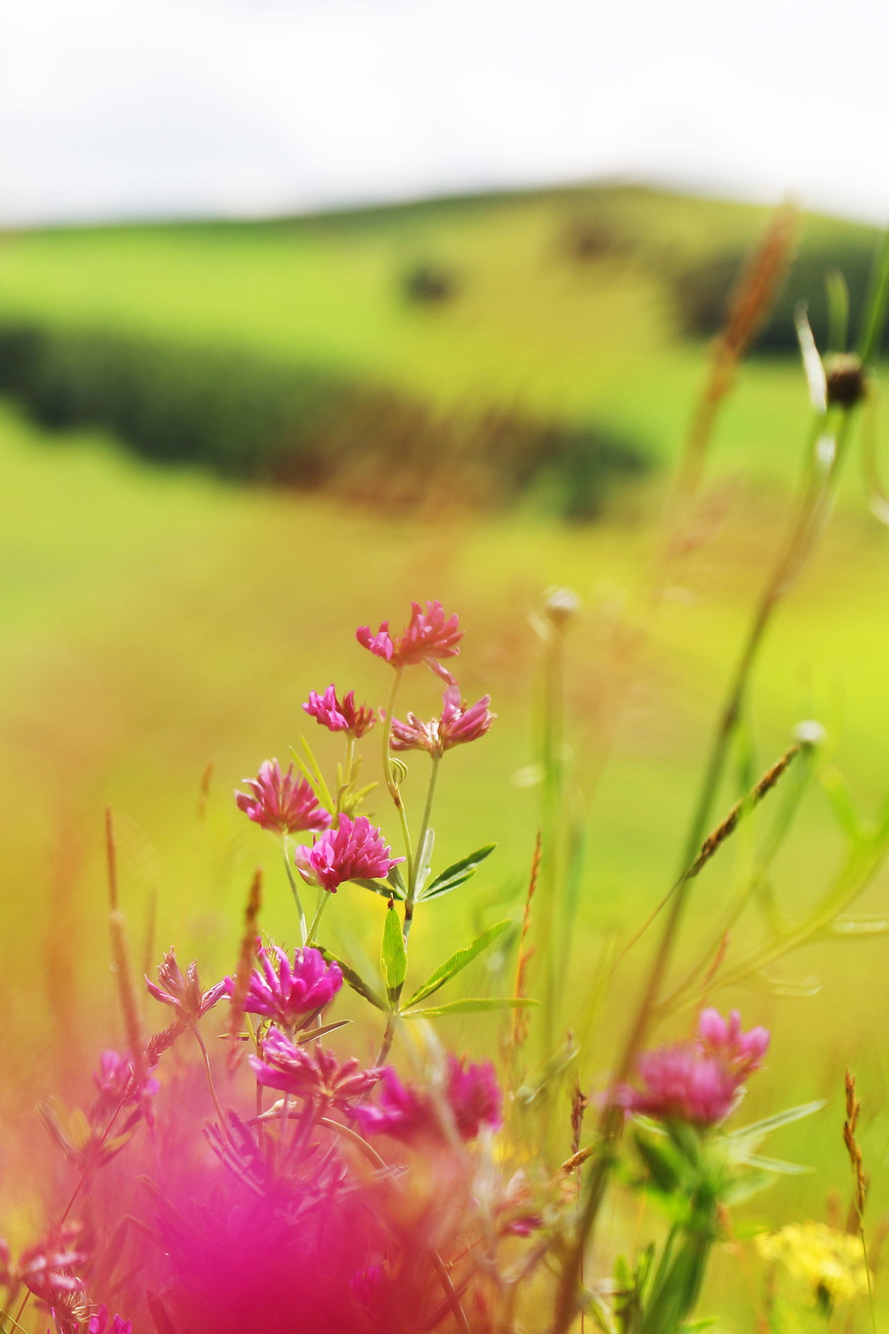 Colorful wildflowers bloom amid the grasslands in Hulunbuir, Inner Mongolia. /CGTN