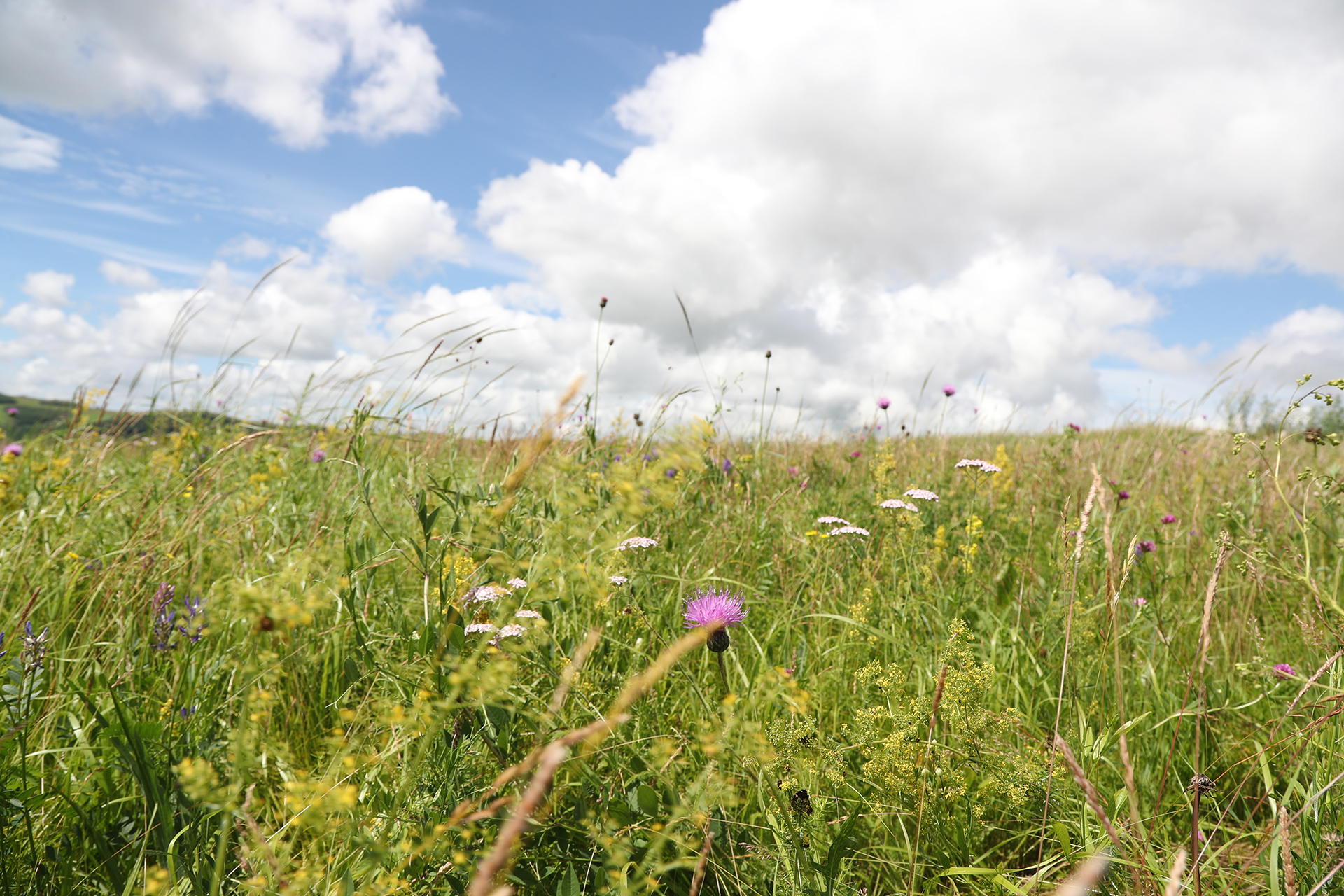 The Hulunbuir Grasslands in Inner Mongolia are dotted with wildflowers. /CGTN