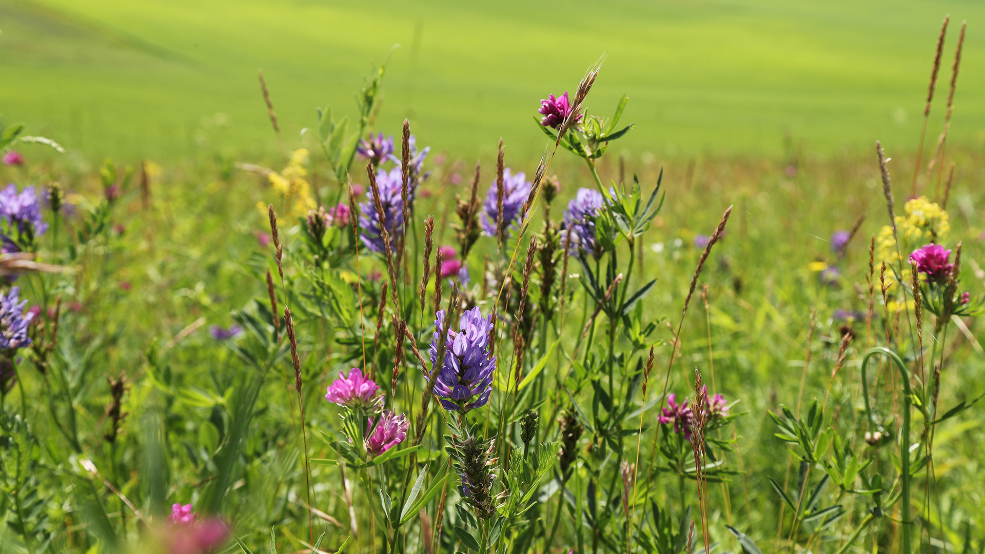 Wildflowers add a touch of color to the Hulunbuir Grasslands