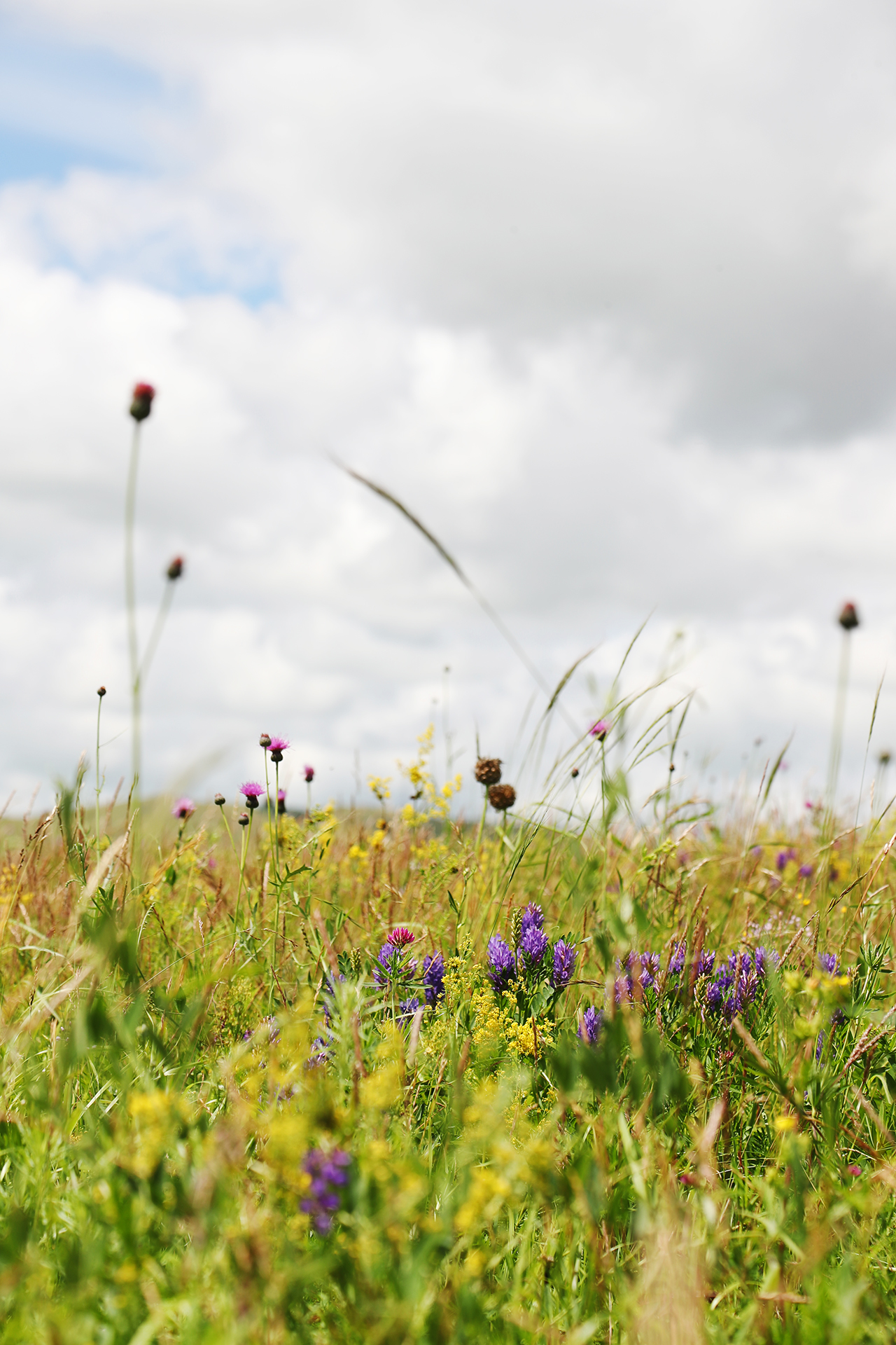 Colorful wildflowers bloom amid the grasslands in Hulunbuir, Inner Mongolia. /CGTN