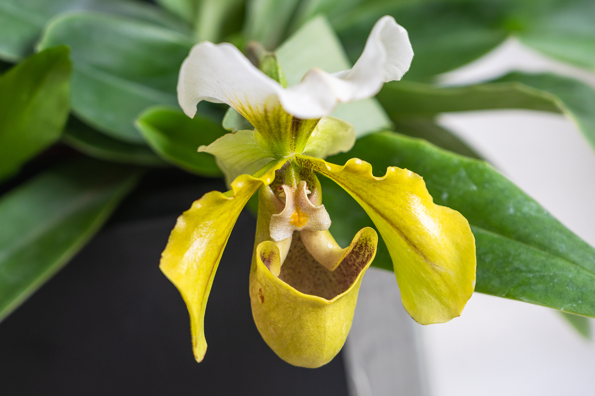 Paphiopedilum primulinum at an orchid exhibition in Xiamen, Fujian Province, southeast China, May 7, 2026. /VCG