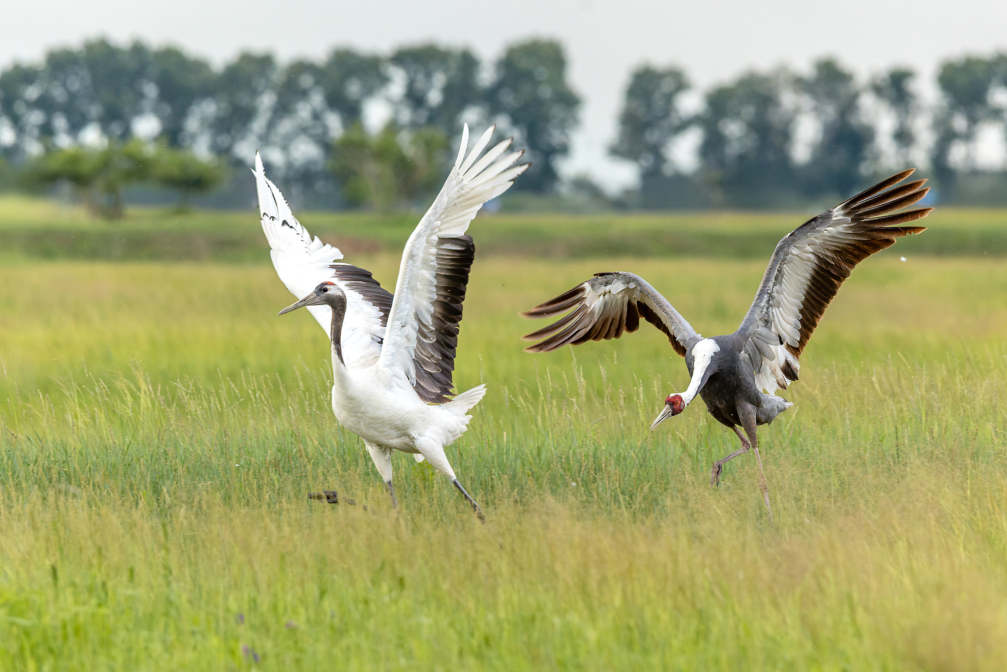 A red-crowned crane (L) and a white-naped crane are seen in Daqing, Heilongjiang Province, northeast China, June 25, 2026. /VCG
