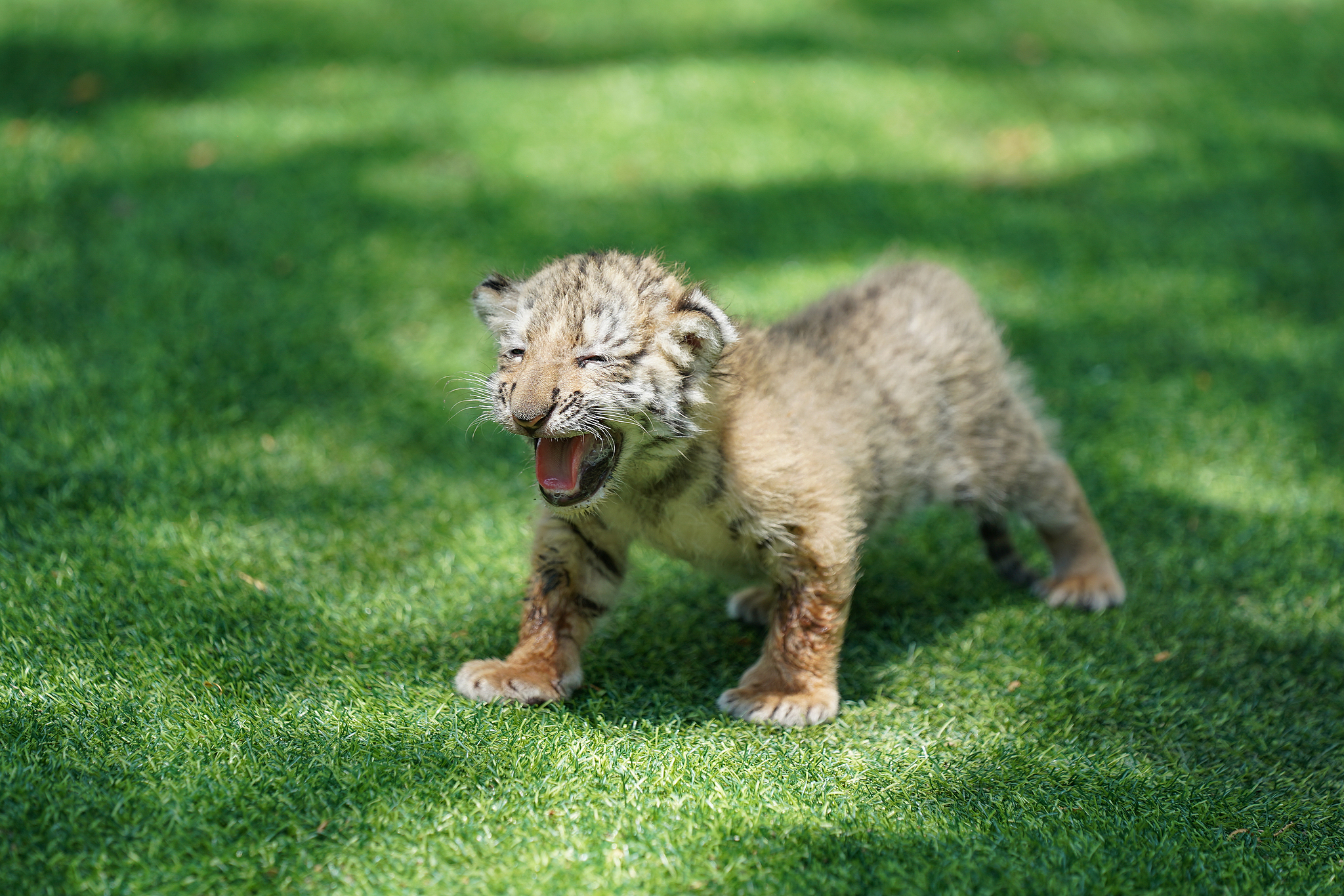A tiger cub at the Siberian Tiger Park in Harbin, Heilongjiang Province, northeast China, July 29, 2026. /VCG