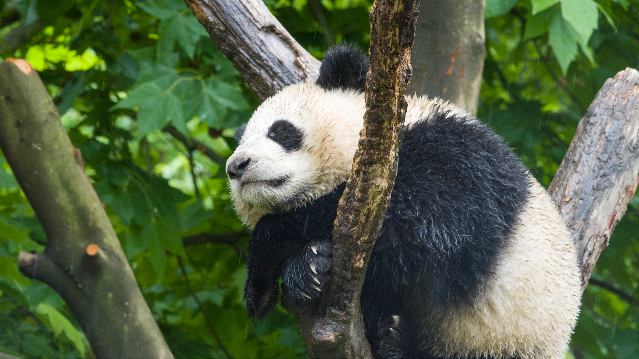 Live: Giant pandas' birthday party!