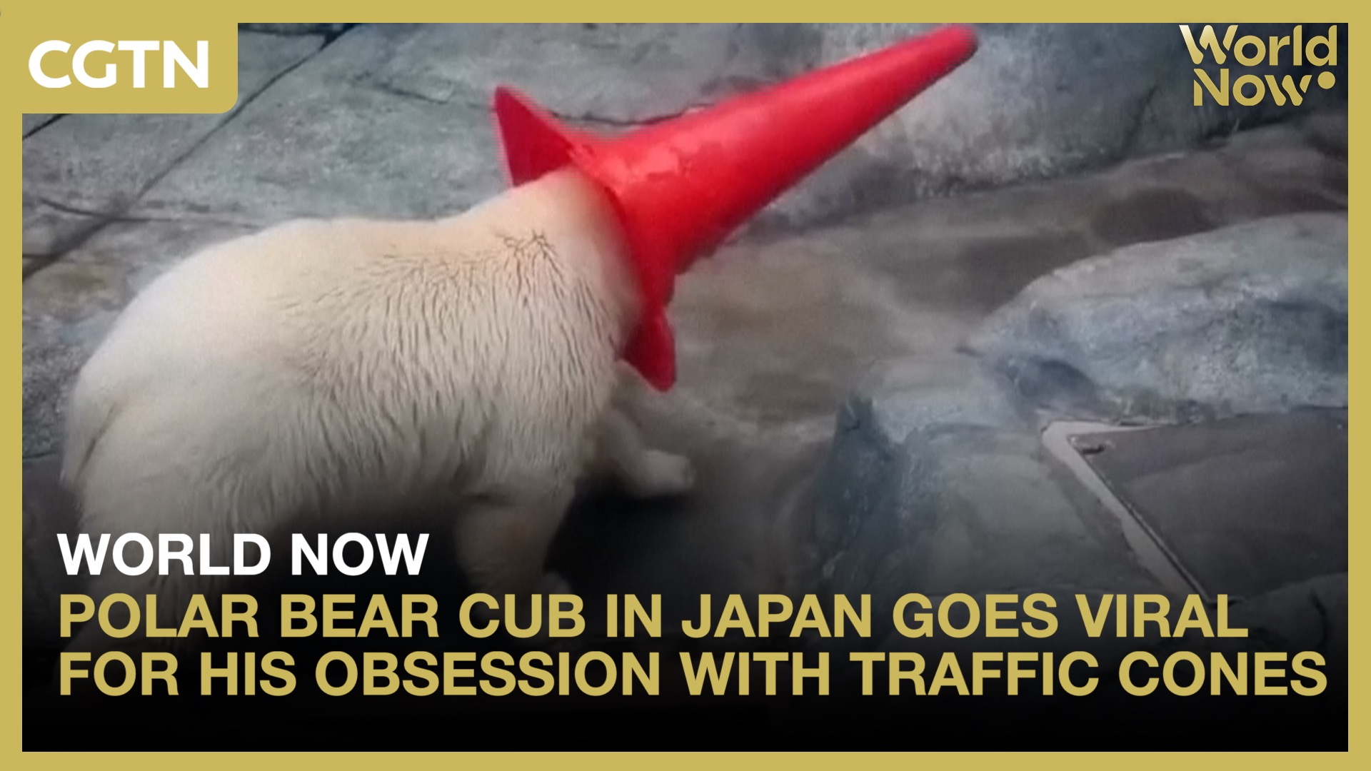 Polar bear cub in Japan goes viral for his obsession with traffic cones