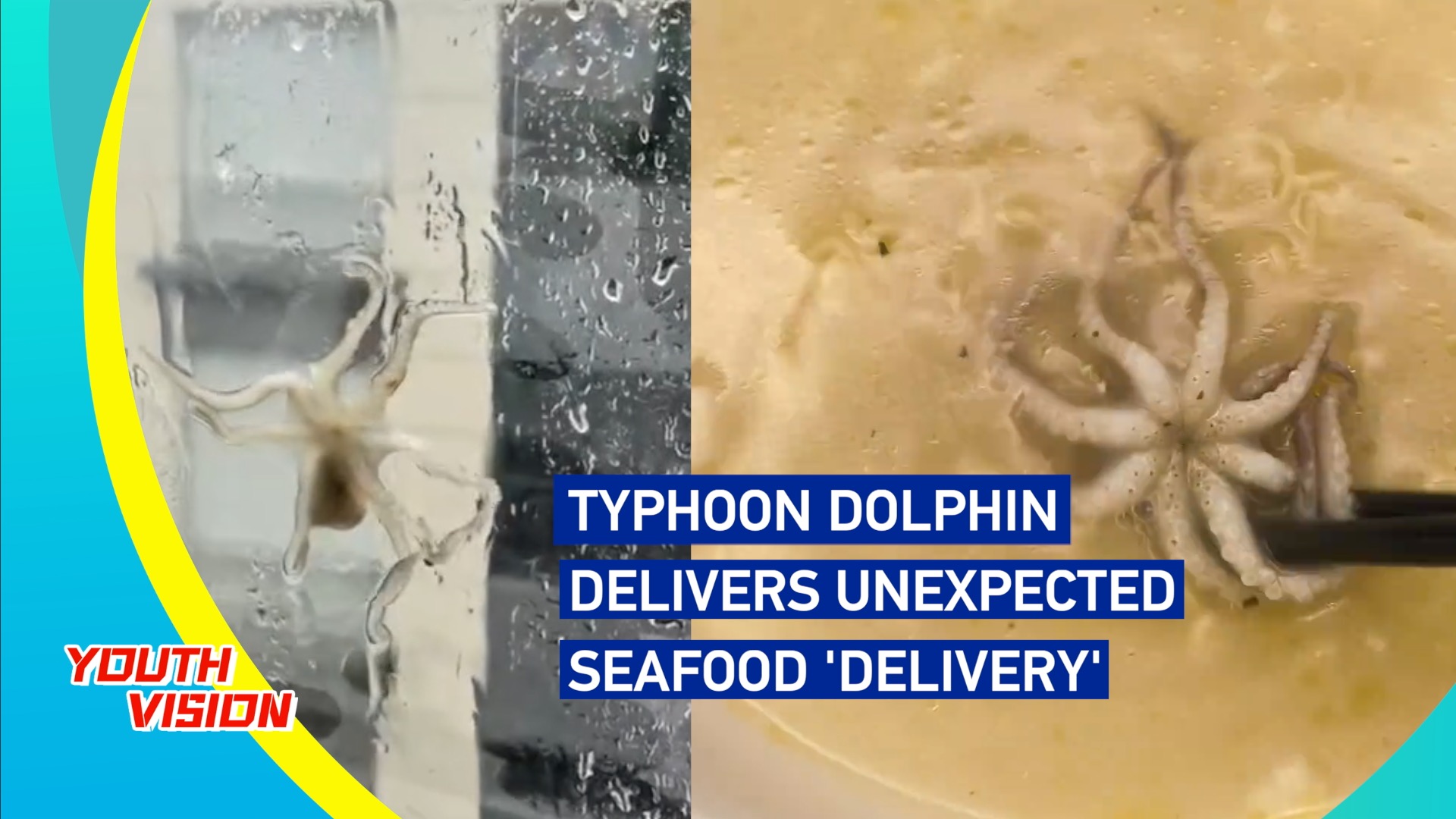 Typhoon Dolphin delivers unexpected seafood 'delivery'