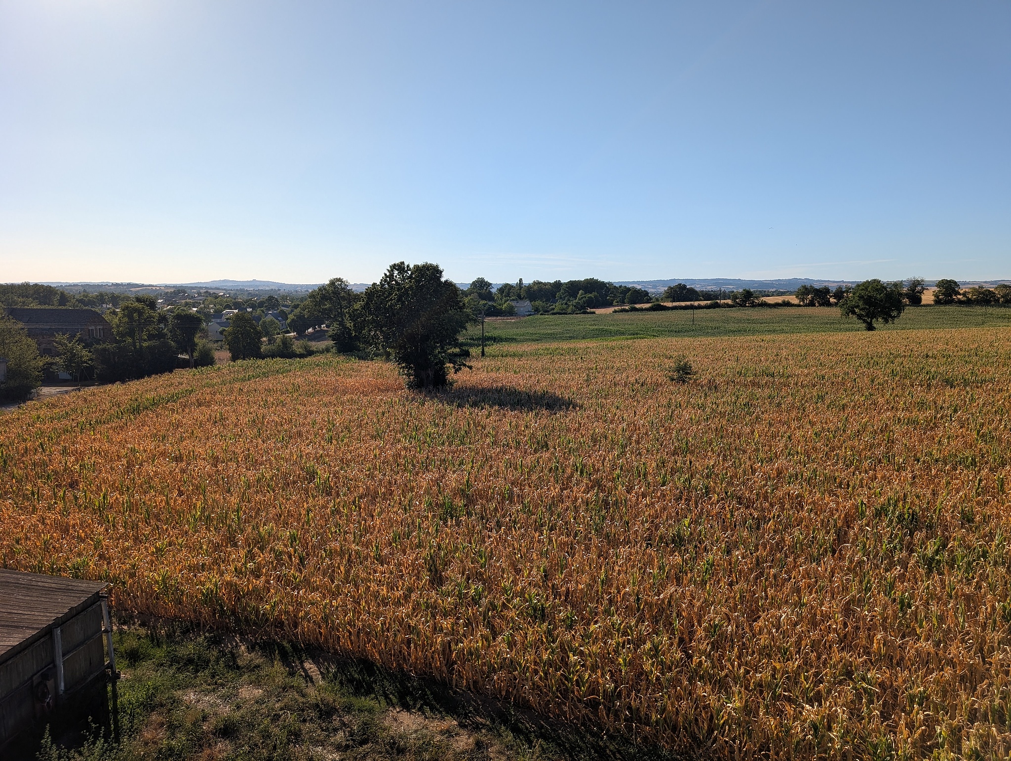 A drought-stricken maize field in Aveyron, France, August 7, 2026. /VCG