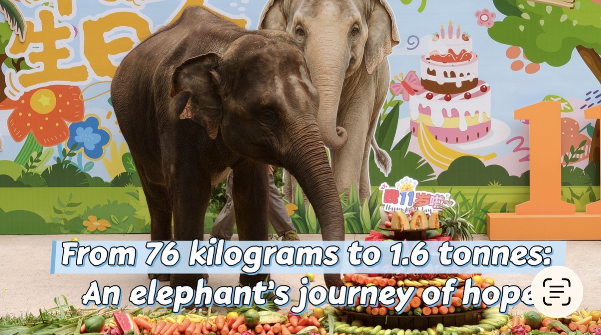From 76 kilograms to 1.6 tonnes: An Asian elephant's journey of hope
