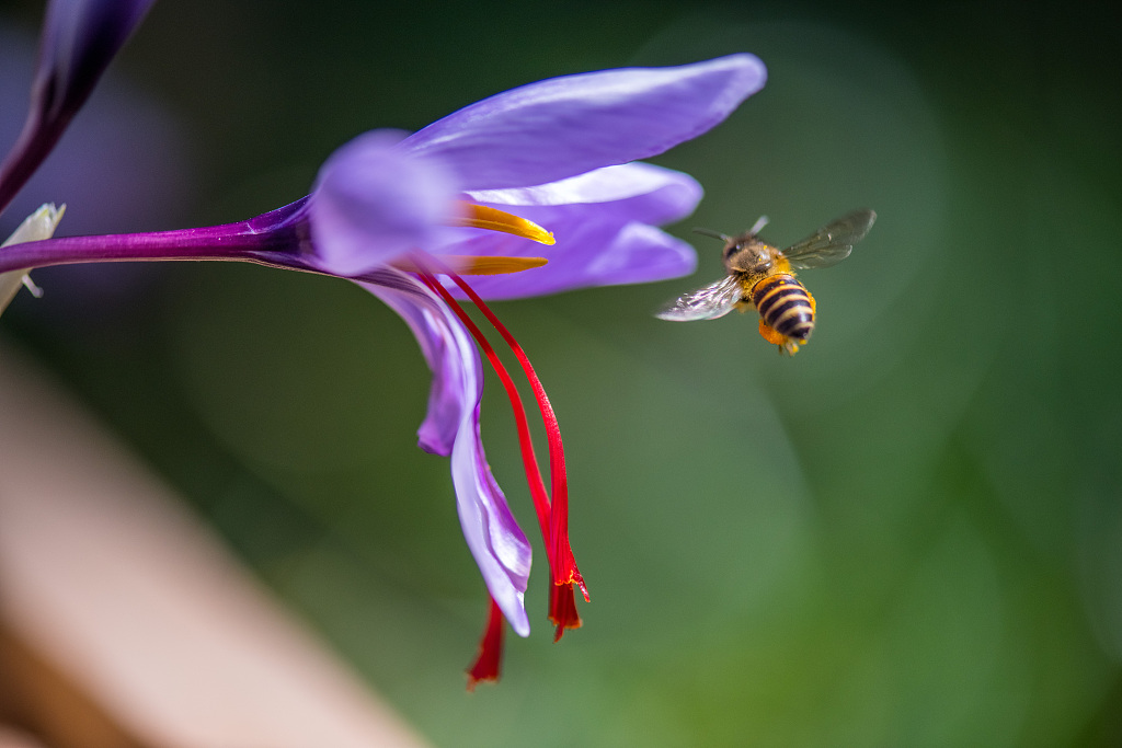 A bee is seen near saffron flowers in Diqing Tibetan Autonomous Prefecture, southwest China's Yunnan Province, October 30, 2022. /VCG