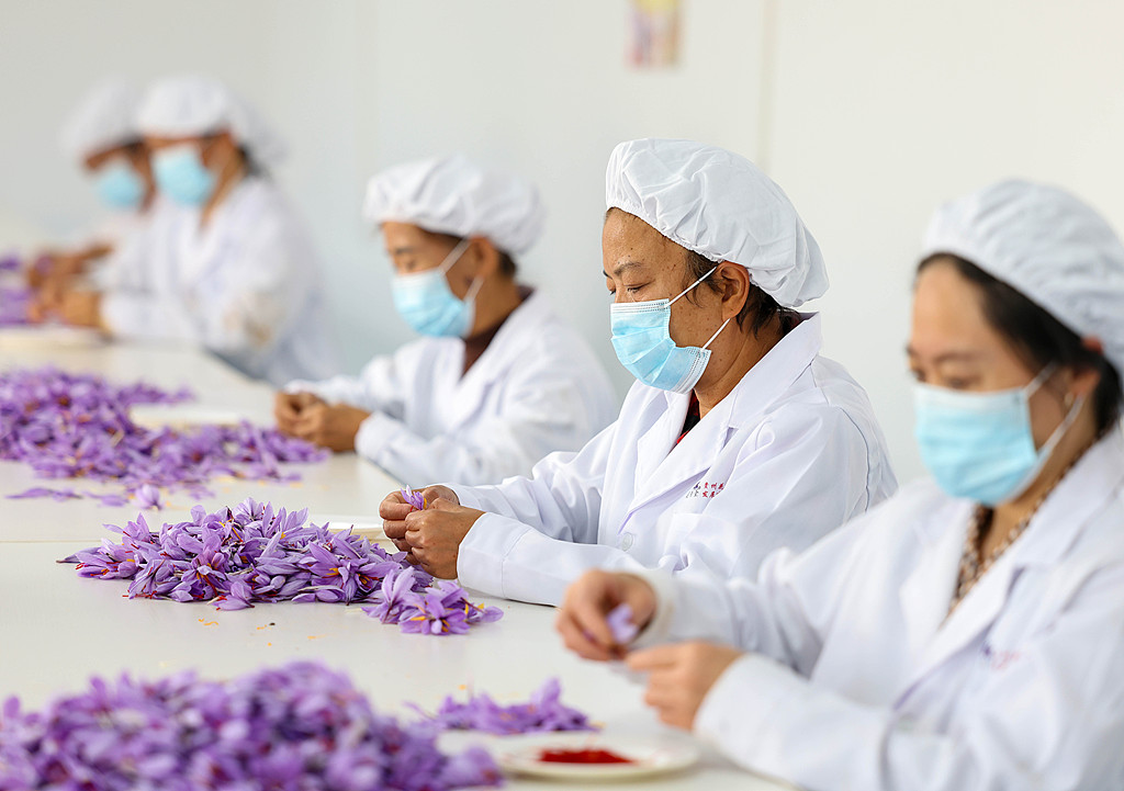 Villagers harvest saffron stigmas in Tongren City, southwest China's Guizhou Province, October 31, 2024. /VCG