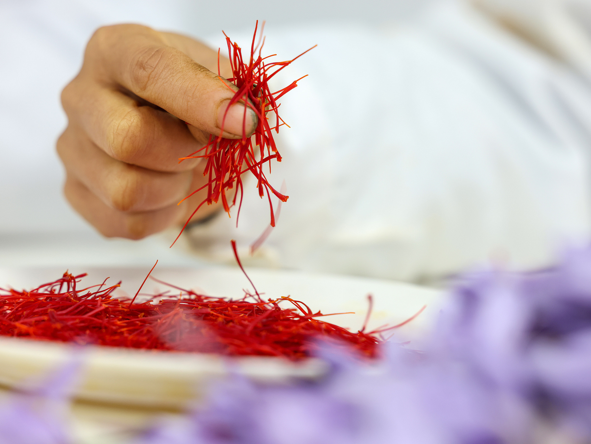 A person picks up saffron stigmas, Tongren City, southwest China's Guizhou Province, November 24, 2024. /CGTN