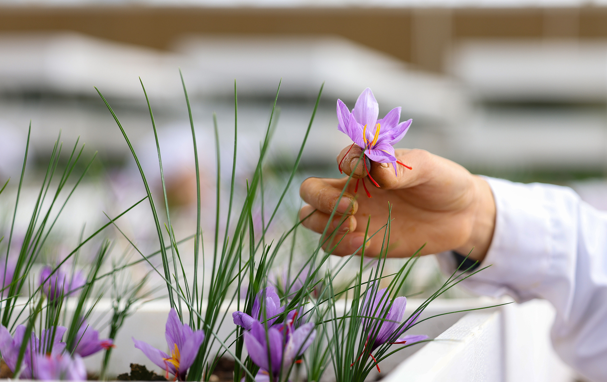 A villager picks saffron flowers in Tongren City, southwest China's Guizhou Province, November 13, 2024. /CGTN