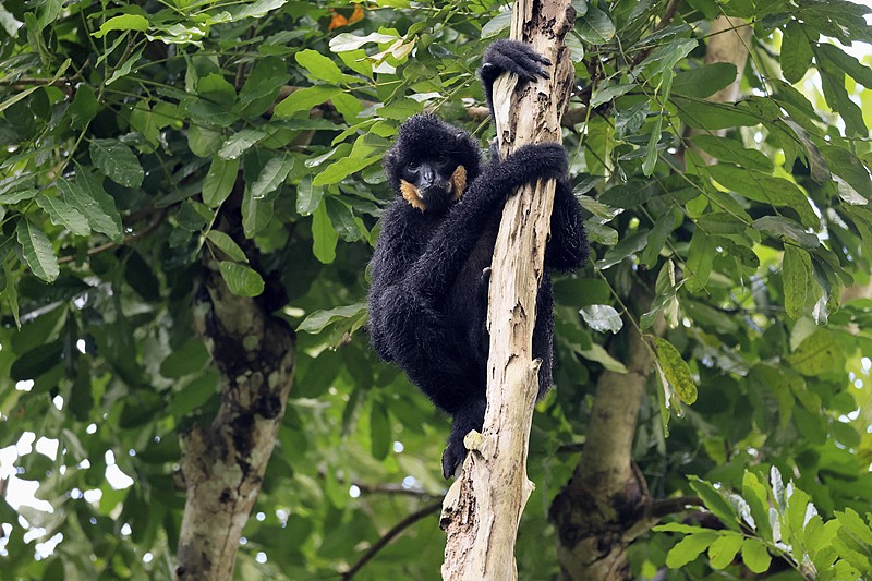 The Hainan gibbon was once reduced to less than 10 individuals. Today, 42 live in family groups. /VCG