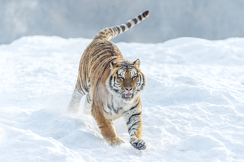 In the forests of northeastern China, Siberian tigers like this are captured on camera, including mothers with cubs. /VCG