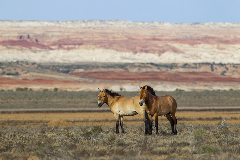 The Przewalski's horse, once extinct in the wild in China, has been successfully reintroduced, with a population exceeding 900. /VCG