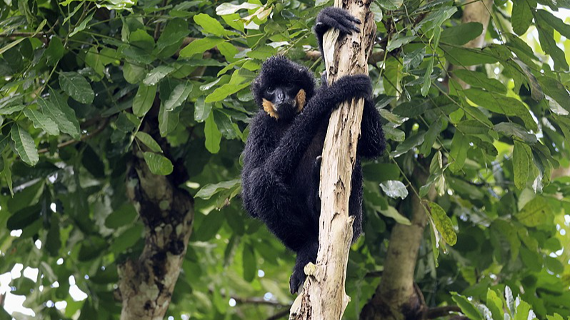 These animals are making a comeback in China