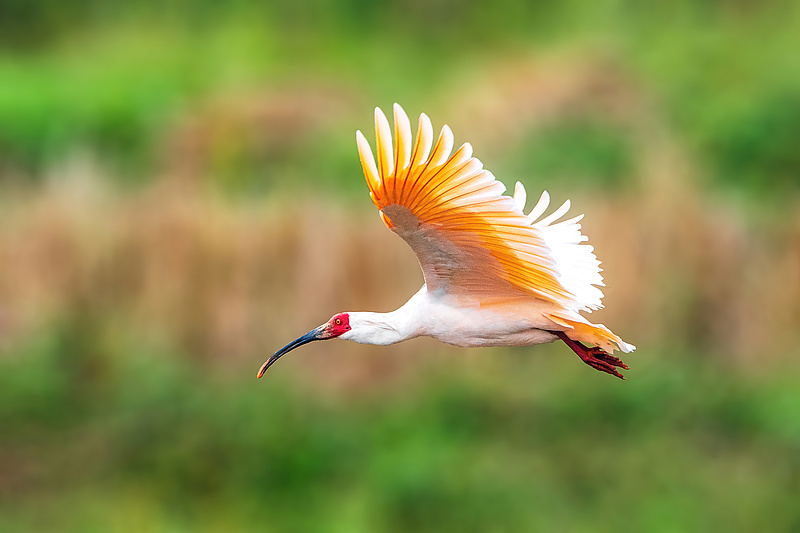 The crested ibis came even closer to disappearing. In 1981, only seven wild birds were found in China. Today, the global population has surpassed 12,000. Stable populations of crested ibises have now been established in 15 provinces, autonomous regions and municipalities across the country. /VCG