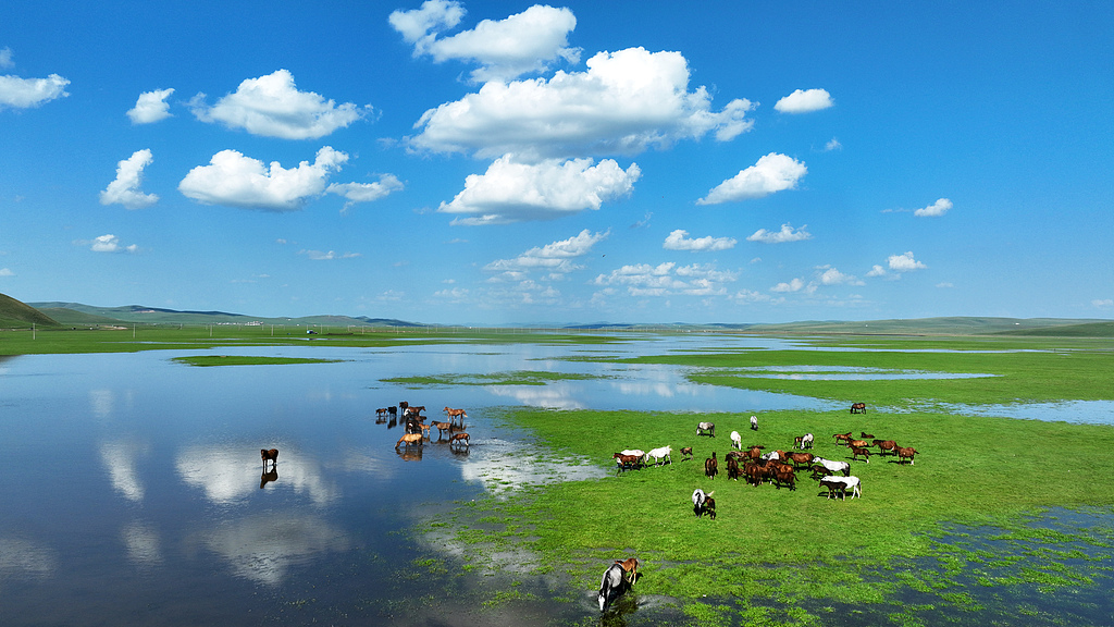 A view of grasslands and riverside pastures in Hulunbuir, north China's Inner Mongolia Autonomous Region, August 5, 2026. /VCG