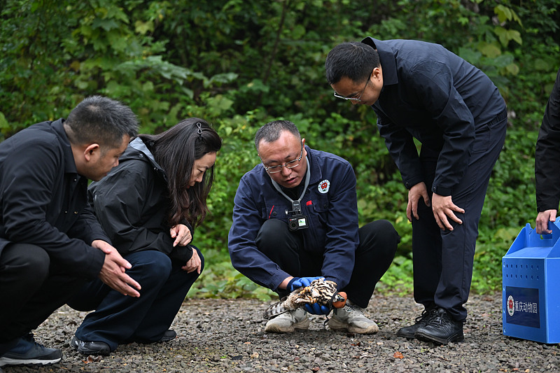 Rangers patrol forests and mountains, check camera traps and look for signs of wildlife activity. Their work can mean walking for hours through remote terrain to monitor habitats and remove potential threats. /VCG 
