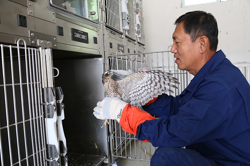 Wildlife rescue workers care for injured or orphaned animals and, when possible, help them recover before returning them to the wild. For them, success is not simply keeping an animal alive; it is giving it a chance to live independently in nature again./ VCG
