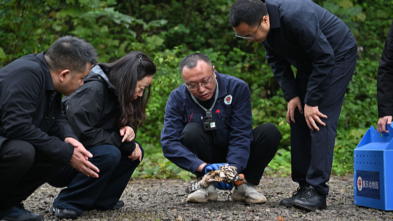 Who's bringing wildlife back?